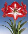 stargazer